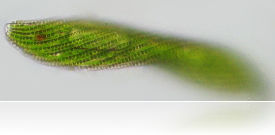 Euglena Spirogyra