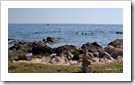 mare plaja porec croatia thumb Scenarii &hellip;