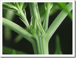 preflowersfemale thumb 5 motive motivationale