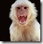 monkey thumb Rufe &hellip; spalate &hellip; in public?