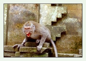 angry monkey angry monkey