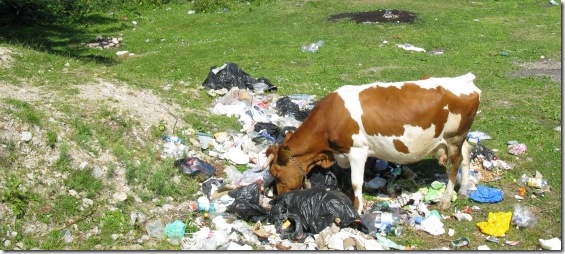 ce vaca esti! ce vaca esti!