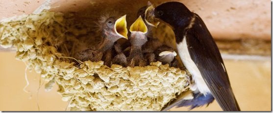 pasari_cuib pasari_cuib