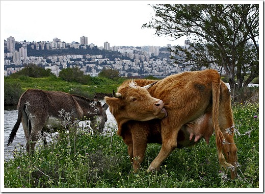nationala romaniei nationala romaniei