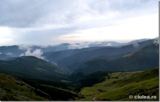 transalpina transalpina