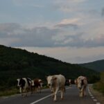 Natura se poate imbina perfect cu tehnologia